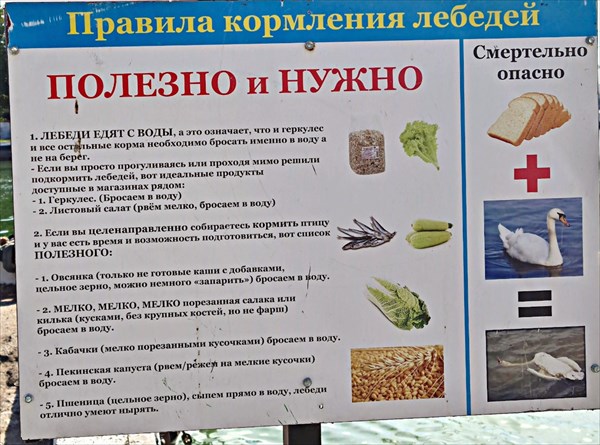 023-Балтииск, лебеди